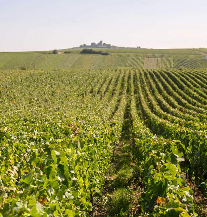 Vignoble Maison